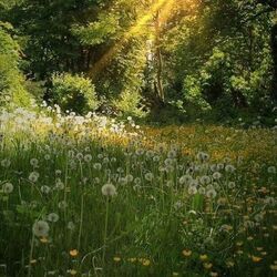 Field of Daisies