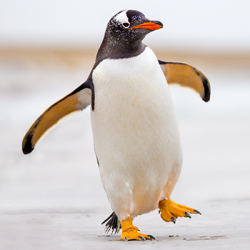 Penguin walkin' around